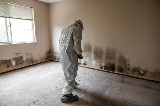 Mold Documentation for Insurance Claims in Calcutta, OH